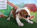 English bulldog For Sale - Icaro - http://www.bullcanes.net - ceo@bullcanes.net