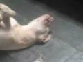 Aquiles dormindo