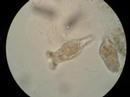 Bio Lab Protists II: 2