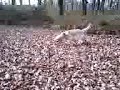 Running Yellow Dog (1105061349.3g2) Running Yellow Dog (1105061349.3g2)