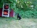 dog vs. tree, part 2