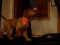 videos de Peanut Treadmill Training 3
