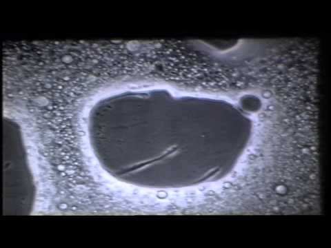 how to grow pc3 cells