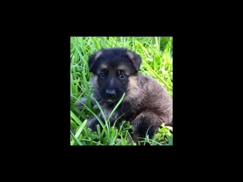 Adorable puppies from South Florida Shepherds