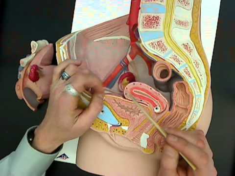 female anatomy - Description of female reproductive anatomy using a model. Structures include ovaries (ovary), ovarian ligament, broad ligament of uterus, uterine tubes (fall...