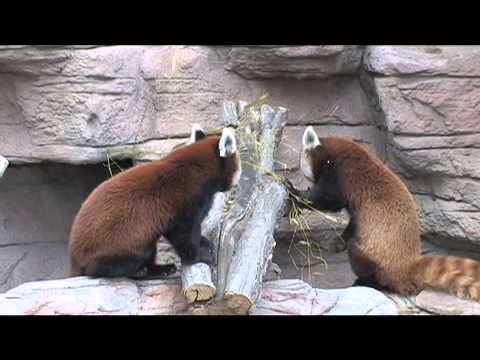 video:Denver Zoo welcomes red panda Chewbacca
