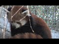 video:Denver Zoo welcomes red panda Chewbacca