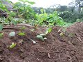 Leaf Cutter Ants Leaf Cutter Ants
