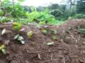 videos de Leaf Cutter Ants
