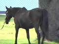 John Henry - A morning walk John Henry - A morning walk