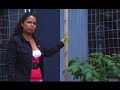 Garden Girl TV: Vertical Gardening One Garden Girl TV: Vertical Gardening One