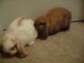 Holland Lops Say Hello