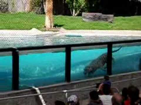 swimming tiger