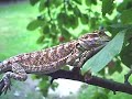 Bearded Dragon On Apple Tree