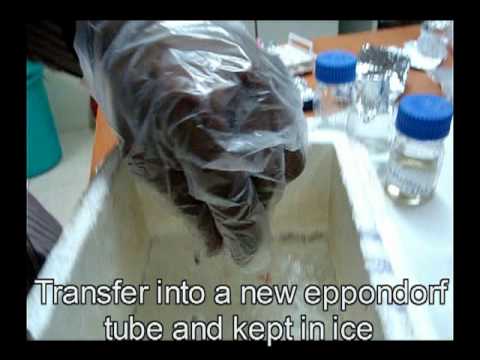 how to isolate mrna from the other types of rna