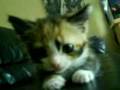 videos de cat kitten attack!!!!!!!!!