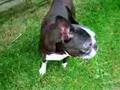 Boston Terrier video