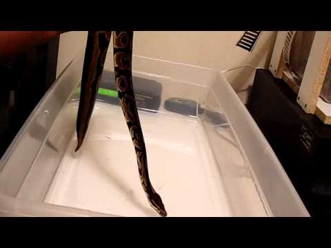 how to properly pick up a ball python