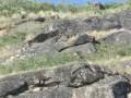 videos de Peregrine Falcons in Greenland