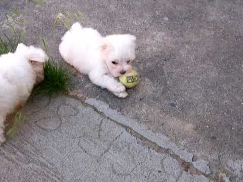 Watch 'Maltese puppy plays with a tennis ball'
