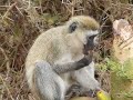 Singe et sa mangue