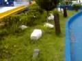 gardenais triagulo azul1
