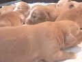 First week of the puppies 2006