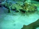 Undersea world2