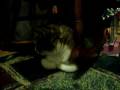videos de My Cat's Under the Rocking Chair