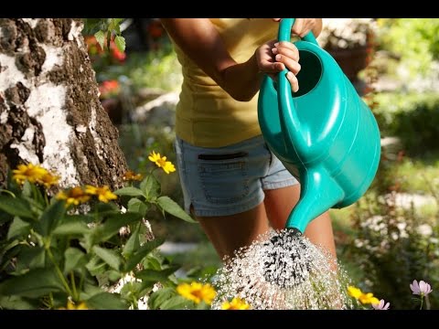 how to fertilize herbs naturally