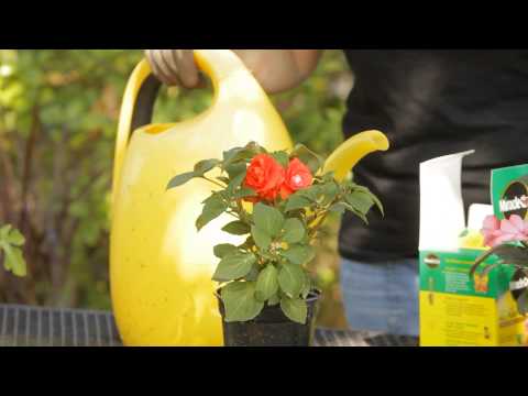 how to fertilize impatiens