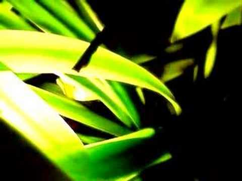 Nightlife In The Chloroplast