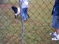 Goat rider 2