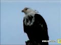 African Fish Eagle at Pete\