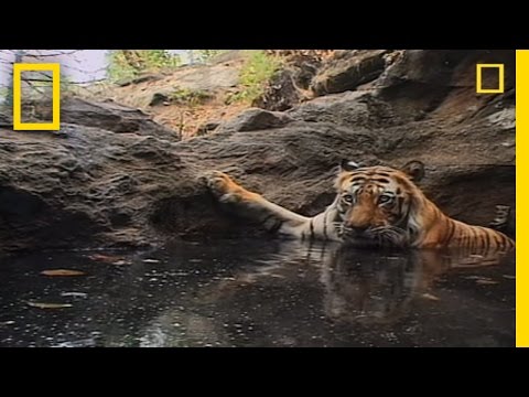 tiger