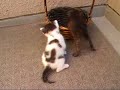 チャコル＆マーブル育児日記 ～生後21日目