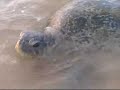 Stairway to Lanka, Lucky the turtle
