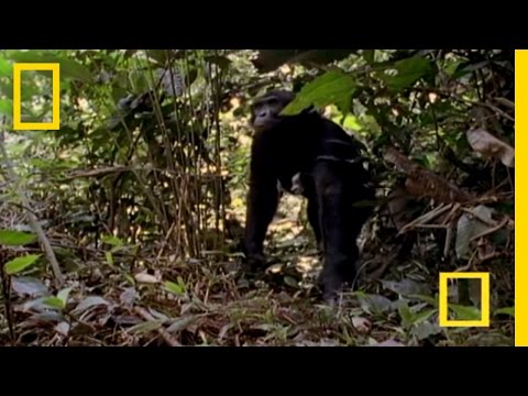 Bonobo Chimps: Girls Rule!