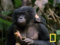 Bonobo Chimps: Girls Rule!