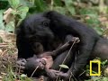 Bonobo Chimps: Girls Rule! Bonobo Chimps: Girls Rule!