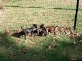 puppies