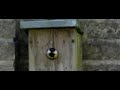 Koolmees, Parus major Koolmees, Parus major