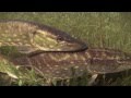 Monster pike underwater щука lucio štuka štika līdaka gedde hecht szczupak snoek luccio haug