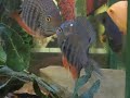 Cichlids