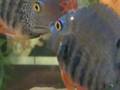 Cichlids