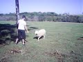 o bode da fazenda