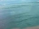 Chronic Mermaid Shorey!