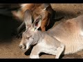 boxing-kangaroo.html