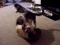 bruce_bag02.MOV bruce_bag02.MOV