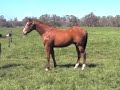 Foreplay x Turtle Dove colt 2007